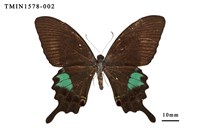 藏品(臺灣琉璃翠鳳蝶)的圖片